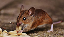 24 Hour & Emergency Exterminators in Mcclellan, CA